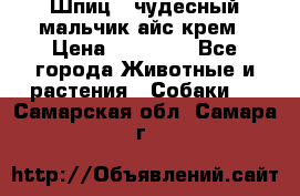 Шпиц - чудесный мальчик айс-крем › Цена ­ 20 000 - Все города Животные и растения » Собаки   . Самарская обл.,Самара г.